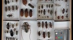 Cerambycidae Receiving 9