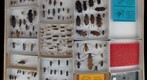 Cerambycidae Receiving 10