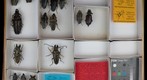 Trictenotomidae