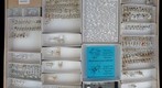 Boganiidae, Sphindidae, Helotidae, Brachypteridae, and Nitidulidae 1