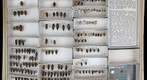 Buprestidae 6