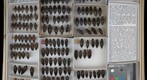 Buprestidae 8