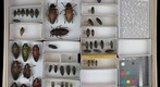 Buprestidae 9