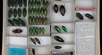 Buprestidae 10
