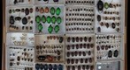 Scarabaeidae Receiving 1