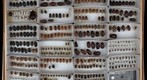Scarabaeidae Receiving 3