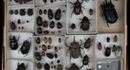 Scarabaeidae Receiving 4