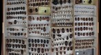 Scarabaeidae Receiving 5