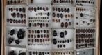 Scarabaeidae Receiving 6
