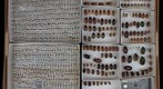 Scarabaeidae Receiving 7