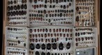 Scarabaeidae Receiving 8