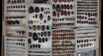 Scarabaeidae Receiving 9