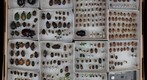 Scarabaeidae Receiving 10