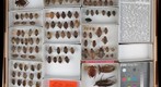 Belostomatidae 1