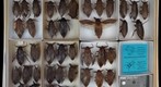 Belostomatidae 2