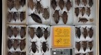 Belostomatidae 3