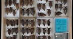 Belostomatidae 4