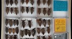 Belostomatidae 5