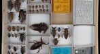Belostomatidae 6