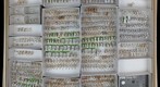 Anthicidae 2