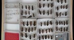 Reduviidae 4
