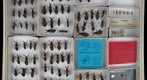 Reduviidae 5
