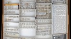 Miridae 1