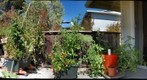 tomatoes on the deck