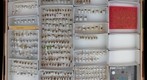 Miridae 8