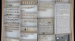 Miridae 9