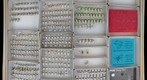 Miridae 11