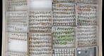 Miridae 13