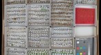 Miridae 14