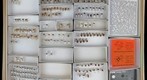 Miridae 15