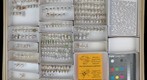 Miridae 19