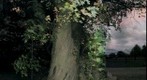 Tree Next to Drvieway with Flash