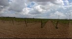 Entorno de Bodegas Martúe. La Guardia (Toledo)