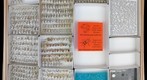 Miridae 23