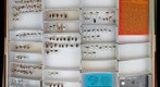 Miridae 25