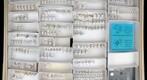Miridae 29