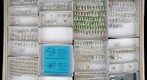 Miridae 30
