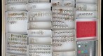 Miridae 32
