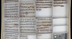 Miridae 33
