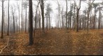 Dairy Bush GigaPan - 124 - January 11 2012