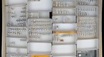 Miridae 37