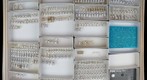 Miridae 40
