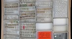 Miridae 42