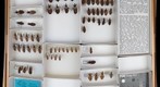 Reduviidae 17