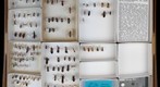 Reduviidae Receiving 1