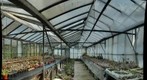 Whitestone Gardens